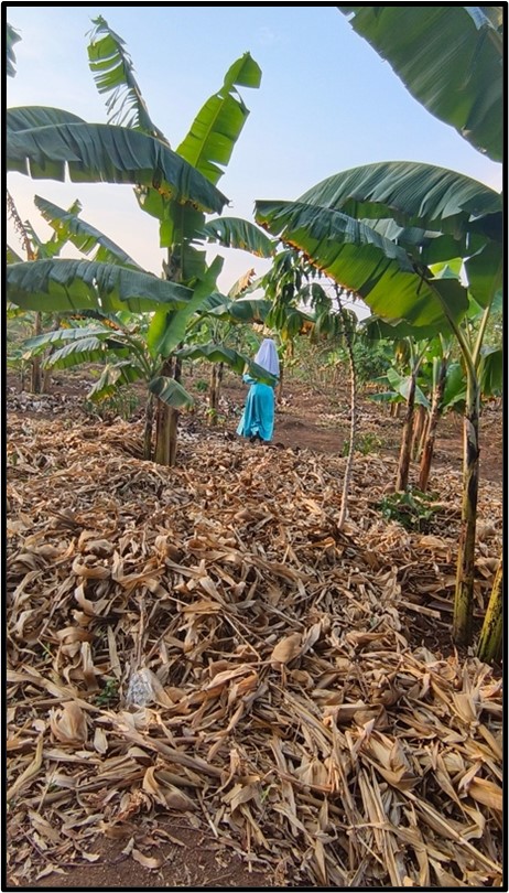 Proyecto agrícola sostenible con plantación de plátano en Uganda.