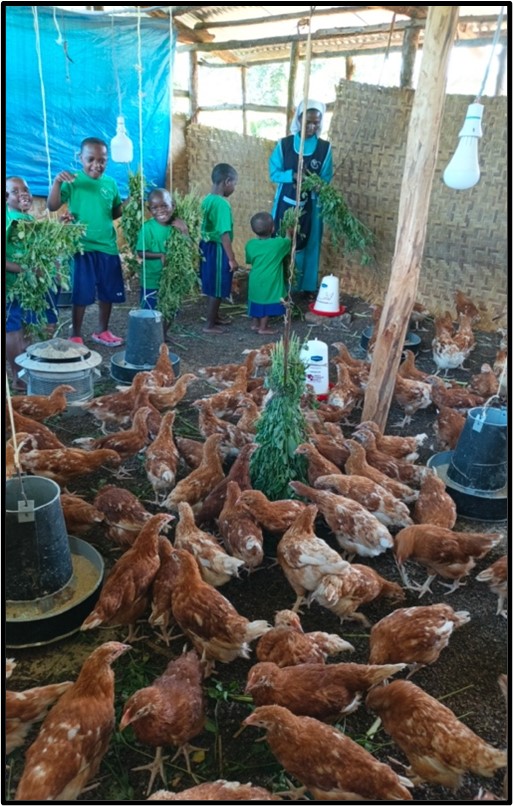 Proyecto sostenible de cría de aves en Uganda con participación de niños y voluntarios.